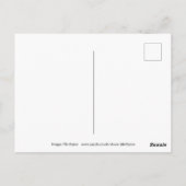 Chileense schapen briefkaart (Achterkant)