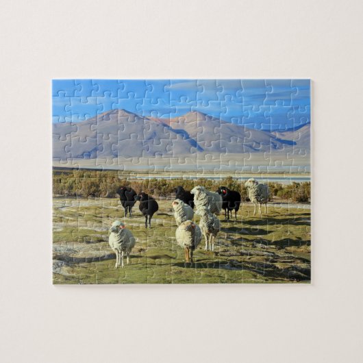 Chileense schapen legpuzzel (Horizontaal)