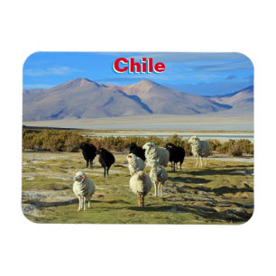 Chileense schapen magneet