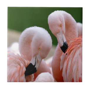 Chilensis flamingos tegeltje