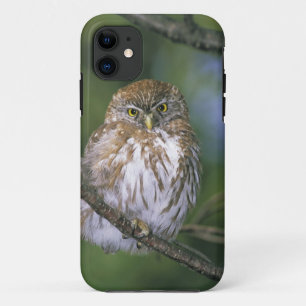 Chili, Aysen. Juveniele Australe Dwerguil iPhone 11 Hoesje