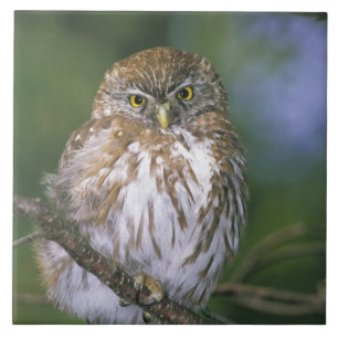 Chili, Aysen. Juveniele Australe Dwerguil Tegeltje