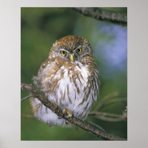 Chili, Aysen. Juvenile Autral Pygmy Owl Poster