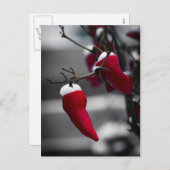 Chili Christmas Kaarten Feestdagenkaart (Voorkant / Achterkant)