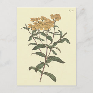 Chili Goudsbloem Botanische Illustratie Briefkaart