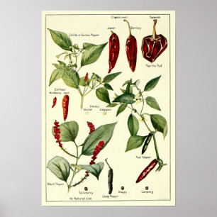 Chili Peppers Botanische illustraties Poster