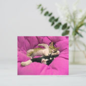 Chill Bill - Relax Max - Cute cats Briefkaart (Staand voorkant)