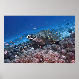 Chill Hawksbill Poster