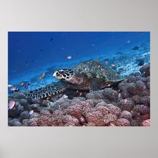 Chill Hawksbill Poster (Voorkant)