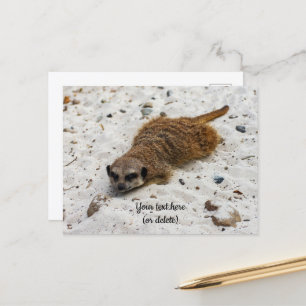 Chillin' Meerkat Briefkaart
