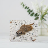 Chillin' Meerkat Briefkaart (Staand voorkant)