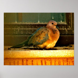 Chilly Dove Poster