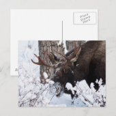 Chilly Moose Briefkaart (Voorkant / Achterkant)