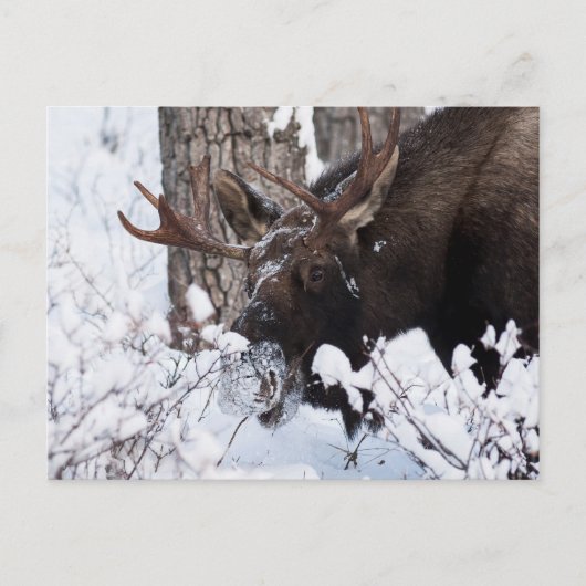 Chilly Moose Briefkaart (Voorkant)