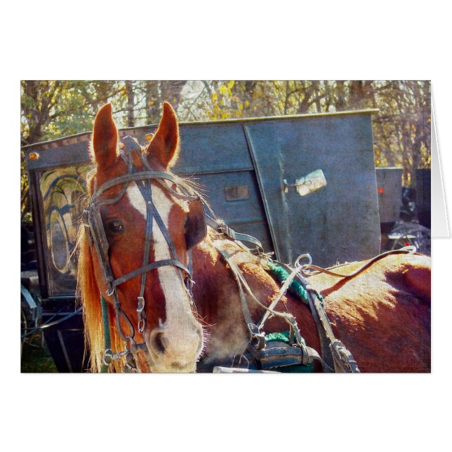 Chilly Morning Amish Horse (Voorkant Horizontaal)