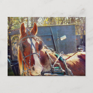Chilly Morning Amish Horse Briefkaart