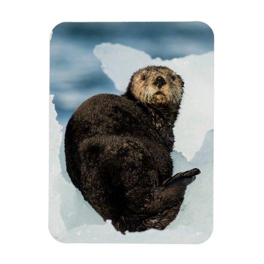 Chilly Zee Otter Magneet (Verticaal)