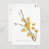 Chimonanthus fragrans briefkaart (Voorkant / Achterkant)