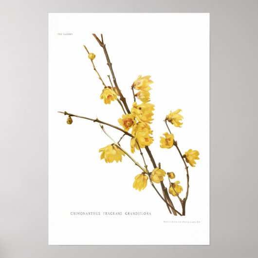 Chimonanthus fragrans poster (Voorkant)
