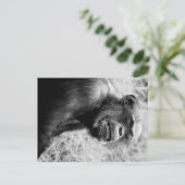 chimp briefkaart (Staand voorkant)