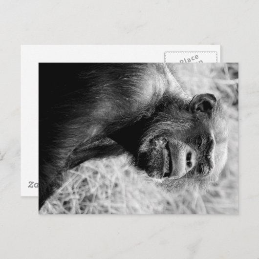 chimp briefkaart (Voorkant / Achterkant)