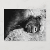 chimp briefkaart (Voorkant)
