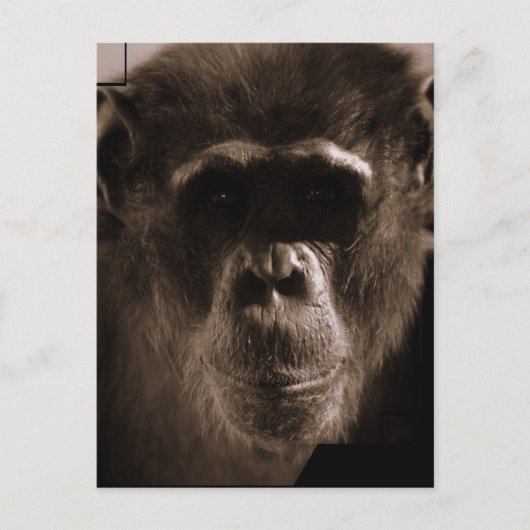 Chimp-Briefkaart Briefkaart (Voorkant)