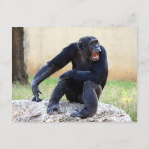 Chimp-Briefkaart schuren Briefkaart