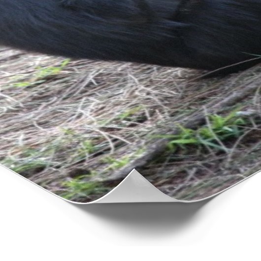 Chimp Chimp Poster (Hoek)