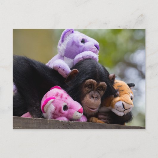 Chimp en dierenvrienden briefkaart (Voorkant)