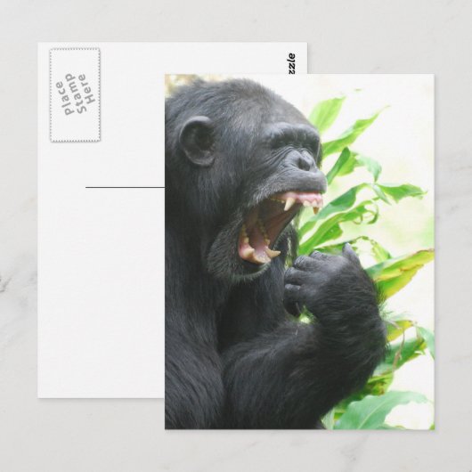 Chimp Fangs Briefkaart (Voorkant / Achterkant)