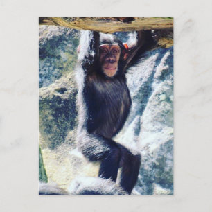 chimp hangen briefkaart
