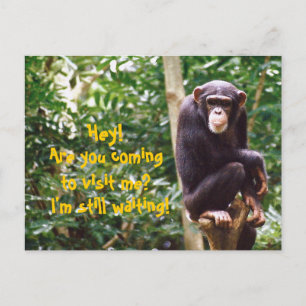 Chimp Humor Briefkaart