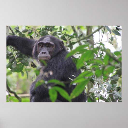 Chimp-Poster Poster (Voorkant)
