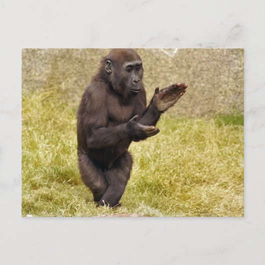 ChimpanseBriefkaart Briefkaart (Voorkant)
