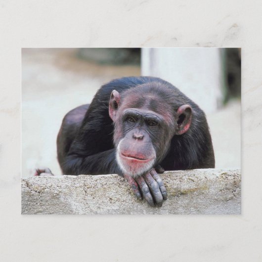 Chimpansebriefkaart Briefkaart (Voorkant)