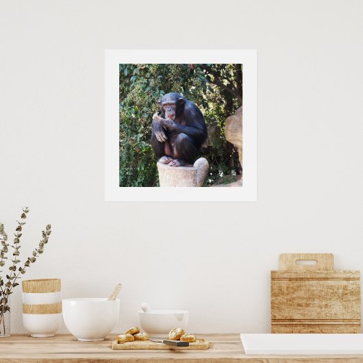 Chimpansedier Poster (Keuken)