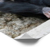 Chimpansee002 Poster (Hoek)