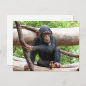 Chimpansee 001 briefkaart (Voorkant / Achterkant)