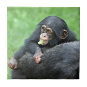 Chimpansee 005 tegeltje