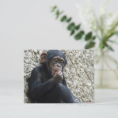 Chimpansee 013 briefkaart (Staand voorkant)