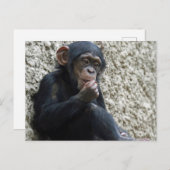 Chimpansee 013 briefkaart (Voorkant / Achterkant)