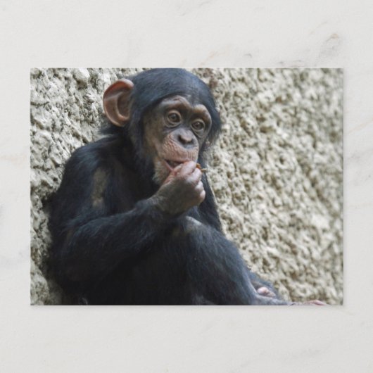 Chimpansee 013 briefkaart (Voorkant)