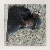 Chimpansee 013 legpuzzel (Horizontaal)