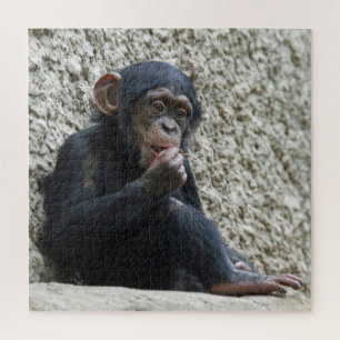 Chimpansee 013 legpuzzel