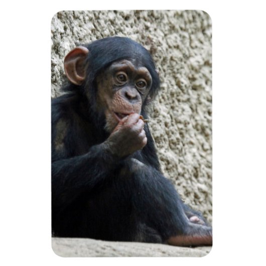 Chimpansee 013 magneet (Verticaal)