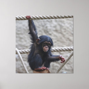 Chimpansee 017 canvas afdruk