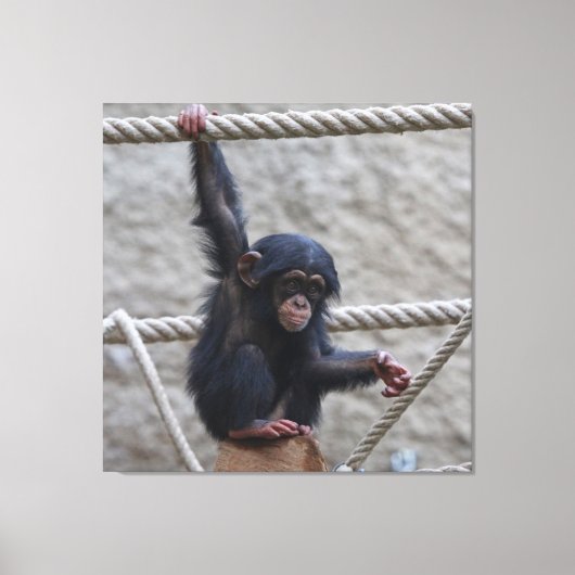 Chimpansee 017 canvas afdruk (Voorkant)