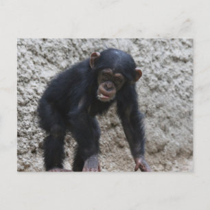 Chimpansee 031 briefkaart