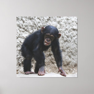 Chimpansee 031 canvas afdruk